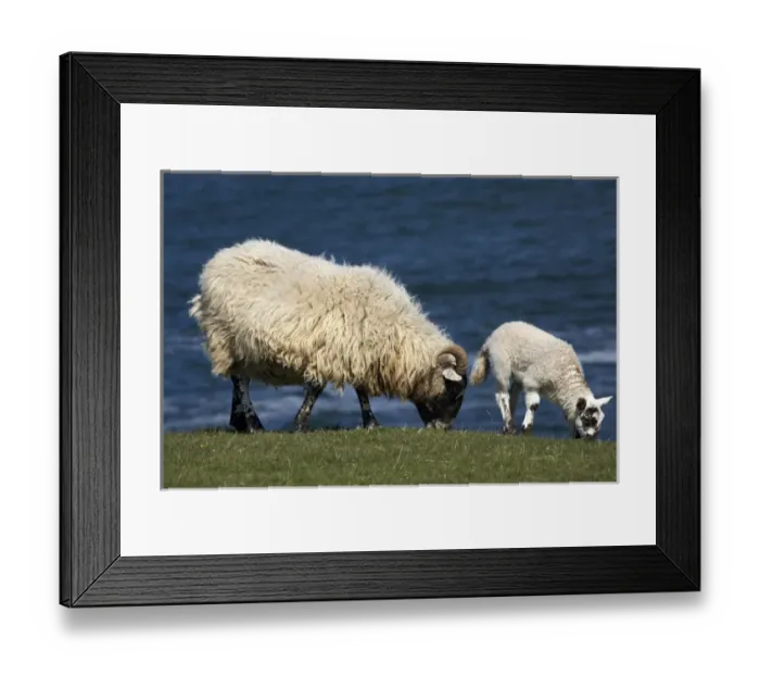 Framed Print : Ewe and lamb, Northumberland, England, United Kingdom Framed Print : Ewe and lamb, Northumberland, England, United Kingdom