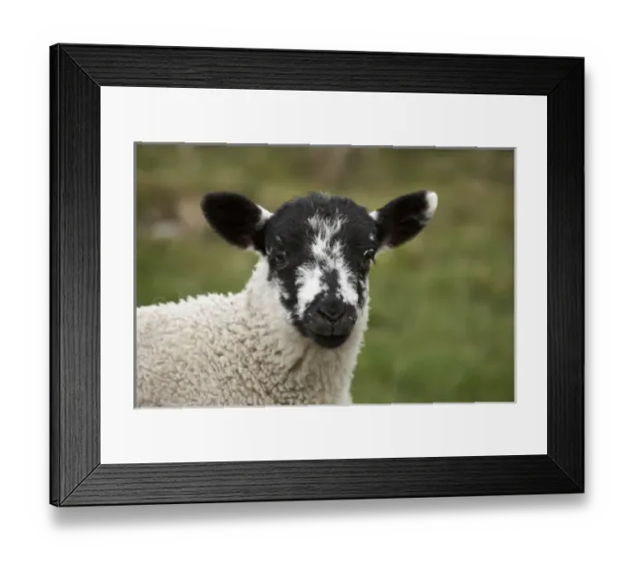 Framed Print : Lamb near Malham, Yorkshire Dales, North Yorkshire, England, United Kingdom