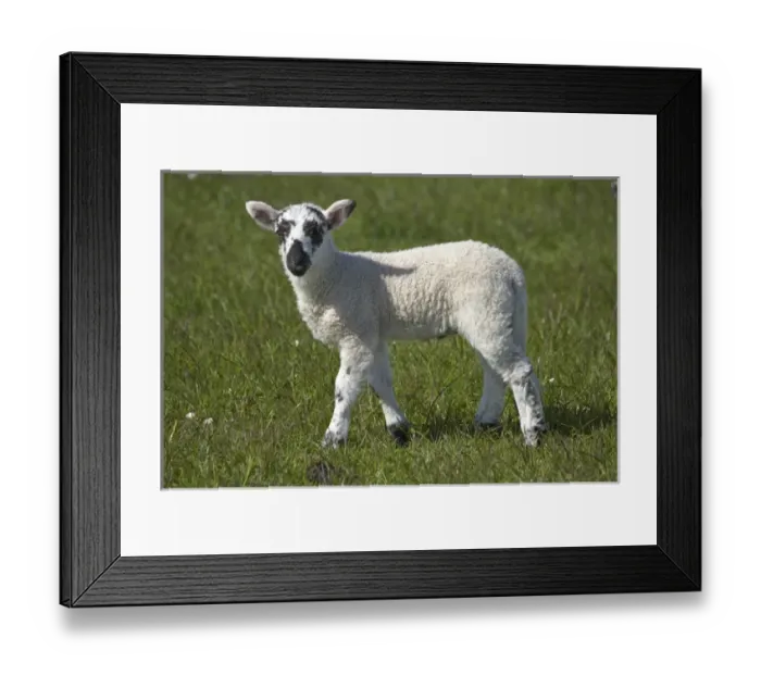 Framed Print : Lamb, Northumberland, England, United Kingdom Framed Print : Lamb, Northumberland, England, United Kingdom