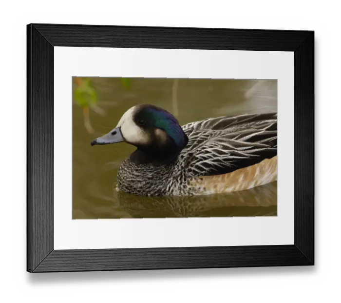 Framed Print : Chiloe Wigeon (Anas sibilatrix) CAPTIVE Slimbridge Wildfowl and Wetlands Trust