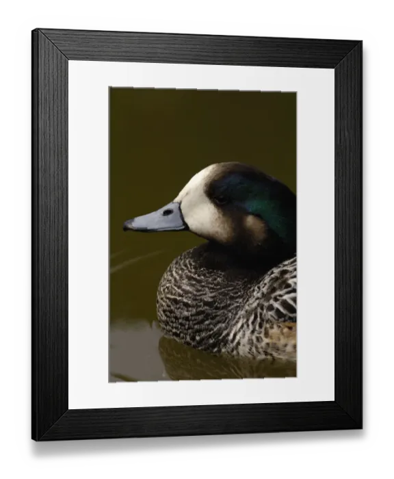 Framed Print : Chiloe Wigeon (Anas sibilatrix) CAPTIVE Slimbridge Wildfowl and Wetlands Trust Framed Print : Chiloe Wigeon (Anas sibilatrix) CAPTIVE Slimbridge Wildfowl and Wetlands Trust