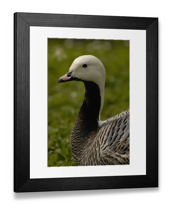 Framed Print : Emperor Goose (Chen canagica) CAPTIVE Slimbridge Wildfowl and Wetlands Trust