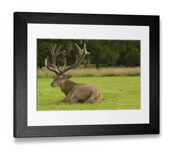 Framed Print : An english red deer stag in the grounds of Wollaton Hall, Nottingham, England Framed Print : An english red deer stag in the grounds of Wollaton Hall, Nottingham, England