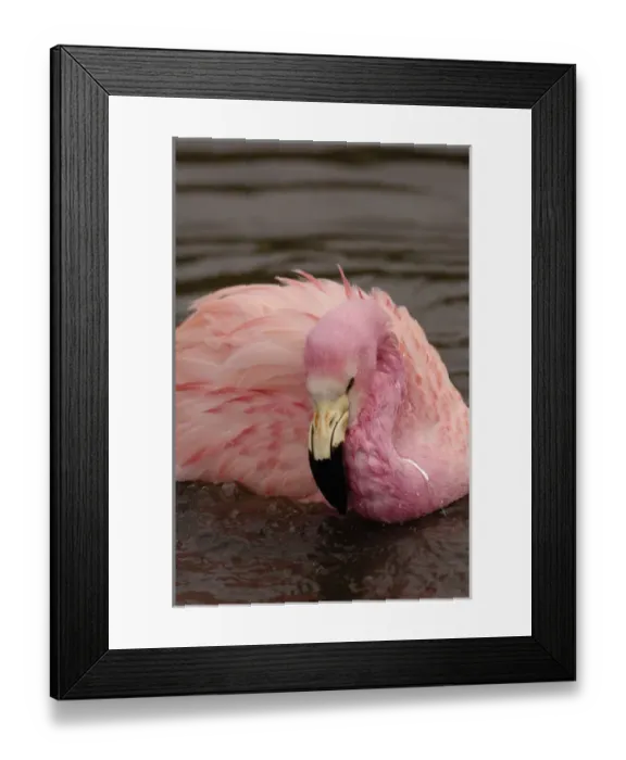 Framed Print : Andean Flamingo (Phoenicoparrus andinus) CAPTIVE Slimbridge Wildfowl and Wetlands