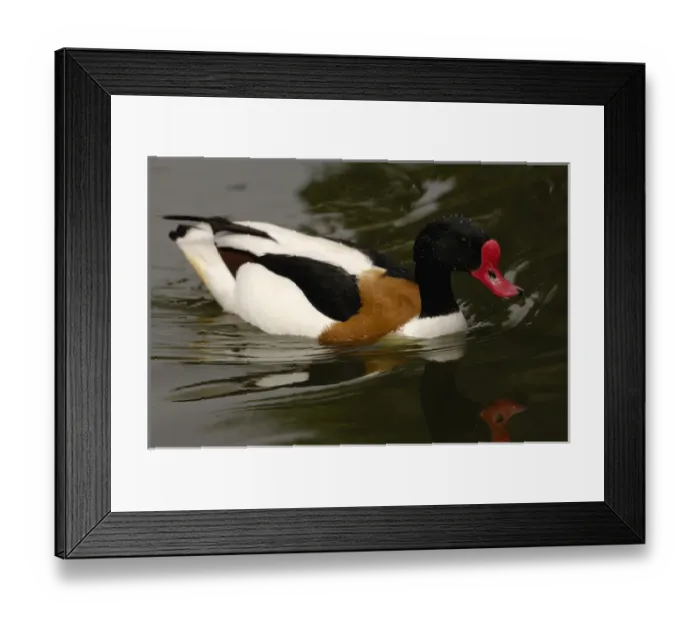 Framed Print : Common Shelduck (Tadorna tadorna) CAPTIVE Slimbridge Wildfowl and Wetlands Trust