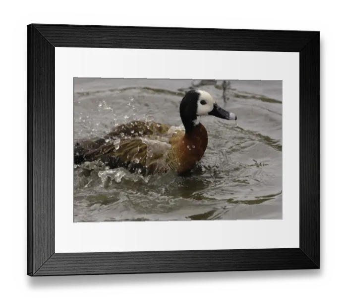 Framed Print : White-faced Whistling Duck (Dendrocygna viduata) CAPTIVE Slimbridge Wildfowl