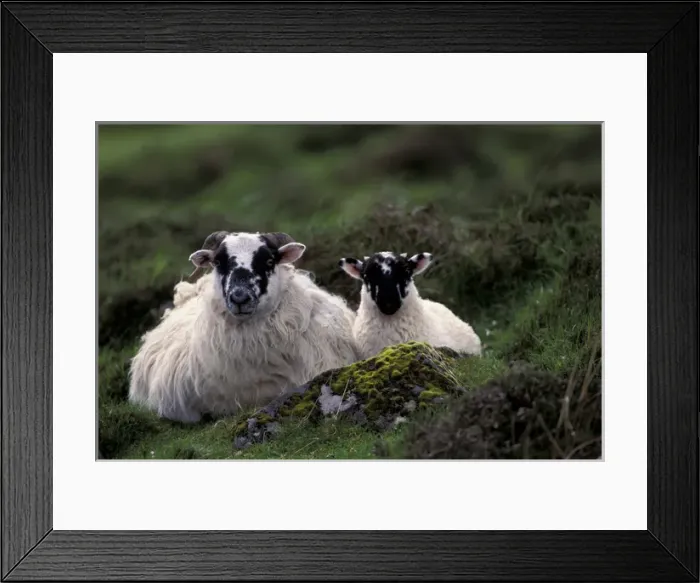 Framed Print : Scotland, Isle of Skye. Sheep Framed Print : Scotland, Isle of Skye. Sheep
