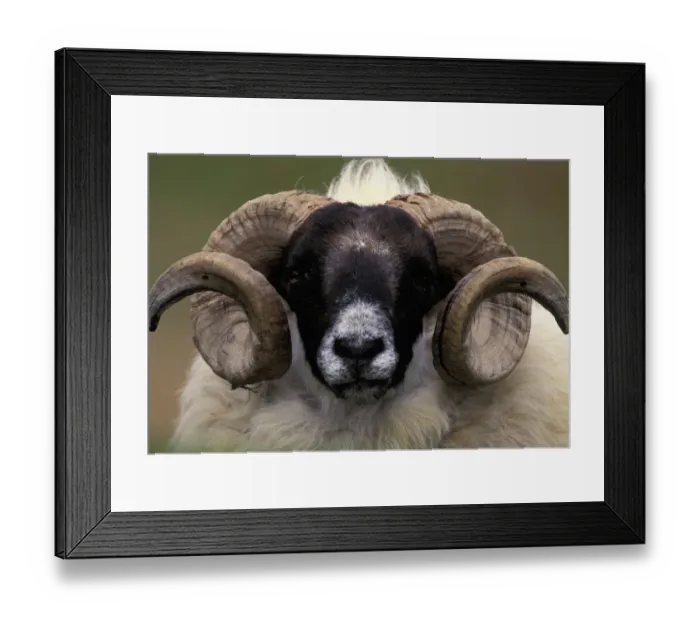 Framed Print : Scotland, Isle of Skye. Sheep portrait Framed Print : Scotland, Isle of Skye. Sheep portrait