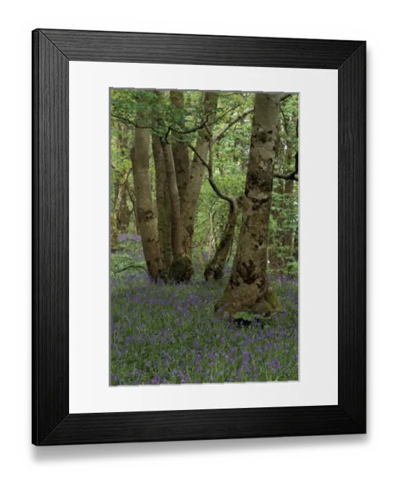 Framed Print : Scotland, Isle of Skye, Ardvasar. Forest landscape with bluebells Framed Print : Scotland, Isle of Skye, Ardvasar. Forest landscape with bluebells