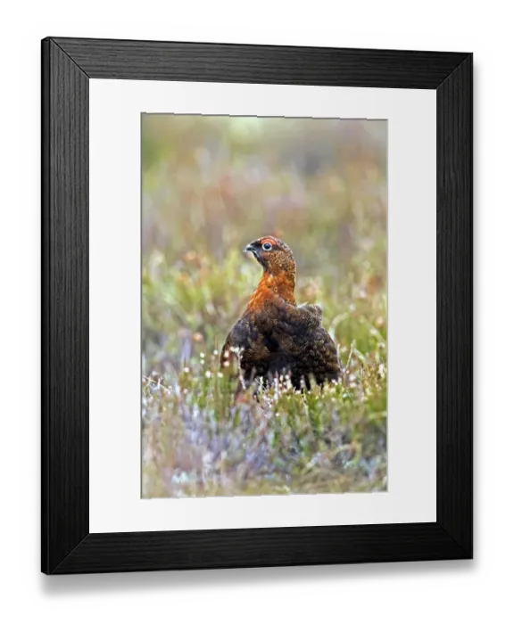 Framed Print : Red Grouse (Lagopus lagopus) in heather, Scottish Highlands Framed Print : Red Grouse (Lagopus lagopus) in heather, Scottish Highlands