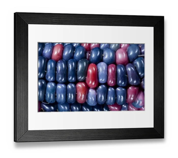 Framed Print : Ears of Native American corn (Zea mays) including Hopi Blue, Vadito Blue, Escondido Blue Framed Print : Ears of Native American corn (Zea mays) including Hopi Blue, Vadito Blue, Escondido Blue