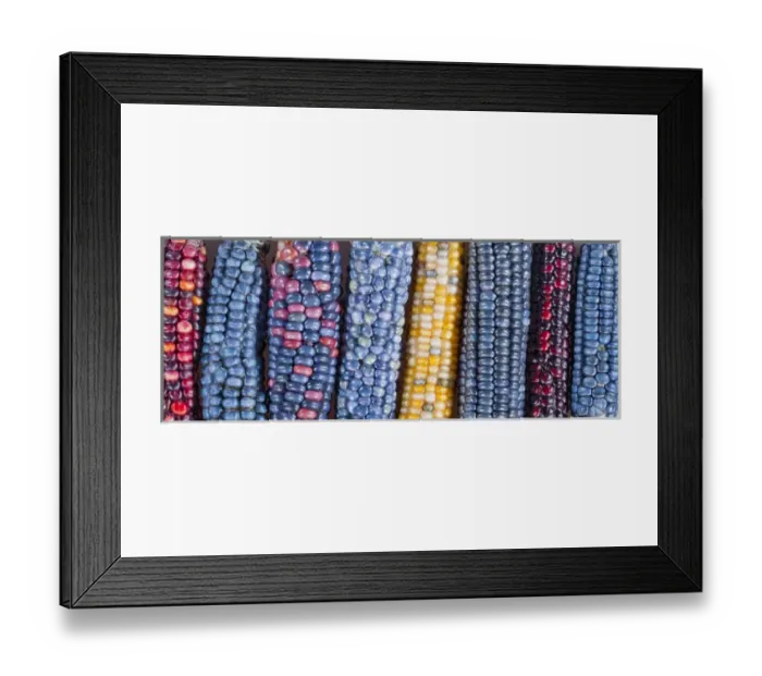 Framed Print : Ears of Native American corn (Zea mays) including Hopi Blue, Vadito Blue, Escondido Blue Framed Print : Ears of Native American corn (Zea mays) including Hopi Blue, Vadito Blue, Escondido Blue
