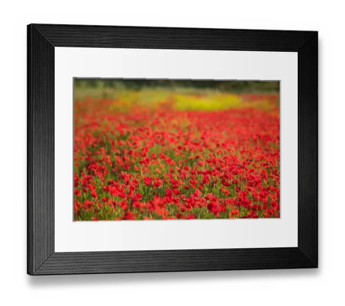 Framed Print : SLOVENIA-PRIMORSKA-Ankaran: Poppy Field