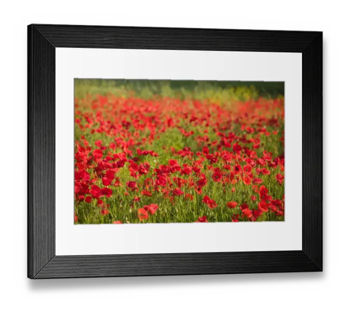 Framed Print : SLOVENIA-PRIMORSKA-Ankaran: Poppy Field Framed Print : SLOVENIA-PRIMORSKA-Ankaran: Poppy Field