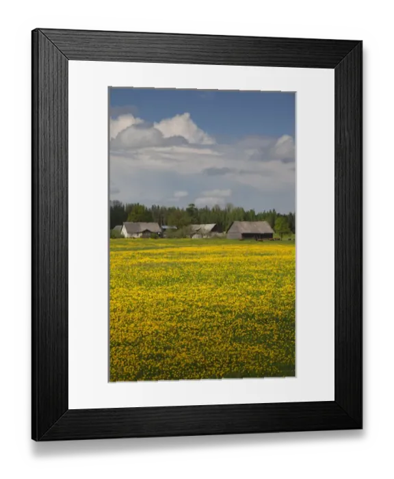 Framed Print : Latvia, Northeastern Latvia, Vidzeme Region, Smiltene, field of yellow mustard flowers Framed Print : Latvia, Northeastern Latvia, Vidzeme Region, Smiltene, field of yellow mustard flowers