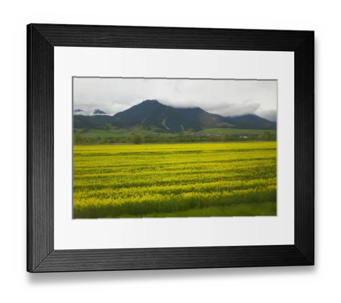 Framed Print : Farmlands of canola, west Slovakia Framed Print : Farmlands of canola, west Slovakia