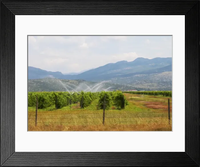 Framed Print : A vineyard with high trained vines protected by barbed wire fence and mountains in the background Framed Print : A vineyard with high trained vines protected by barbed wire fence and mountains in the background