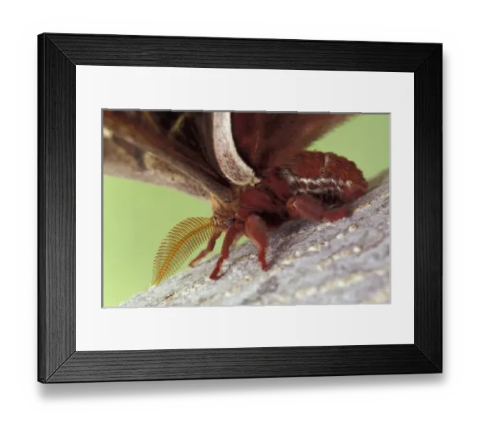 Framed Print : Male Polyphemus Moth. (Antheraea polyphemus) Framed Print : Male Polyphemus Moth. (Antheraea polyphemus)