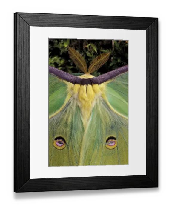 Framed Print : Male Luna Moth antenae and wing spots. (Actias luna) Framed Print : Male Luna Moth antenae and wing spots. (Actias luna)