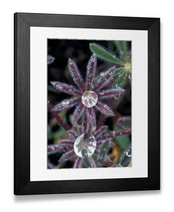 Framed Print : USA, California, Sierra Foothills Dew drops on miniature Lupine foliage (Lupinus