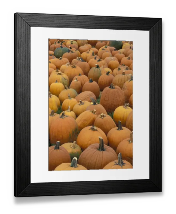 Framed Print : USA, Massachusetts, near Shelbourne Pumpkin harvest
