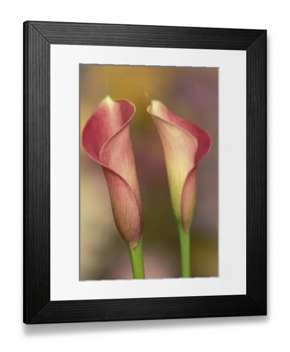 Framed Print : Calla lily (Araceae spp. ) Framed Print : Calla lily (Araceae spp. )