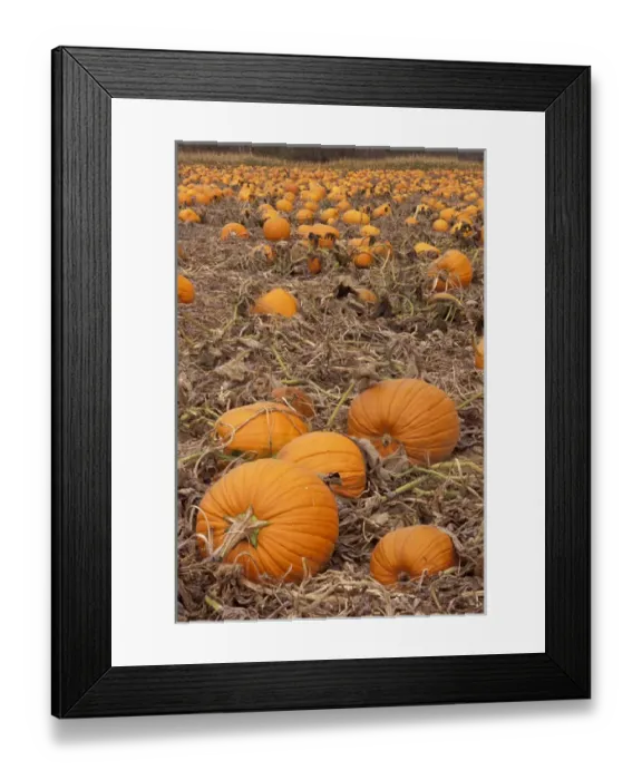 Framed Print : USA, Massachusetts, near Shelbourne Pumpkins in field ready for harvest Framed Print : USA, Massachusetts, near Shelbourne Pumpkins in field ready for harvest