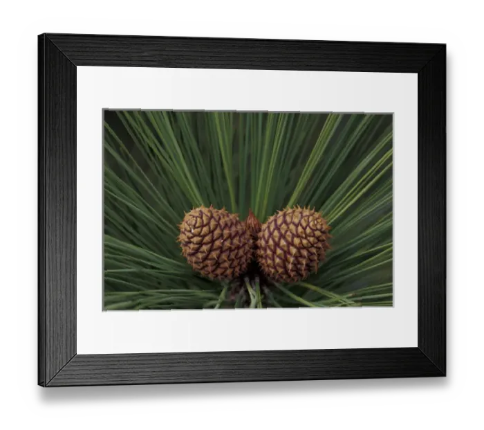 Framed Print : USA, Nevada, Lake Tahoe Nevada State Park Pair of pine cones