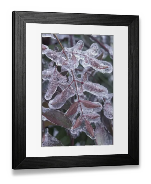Framed Print : Leaves encased in ice Framed Print : Leaves encased in ice