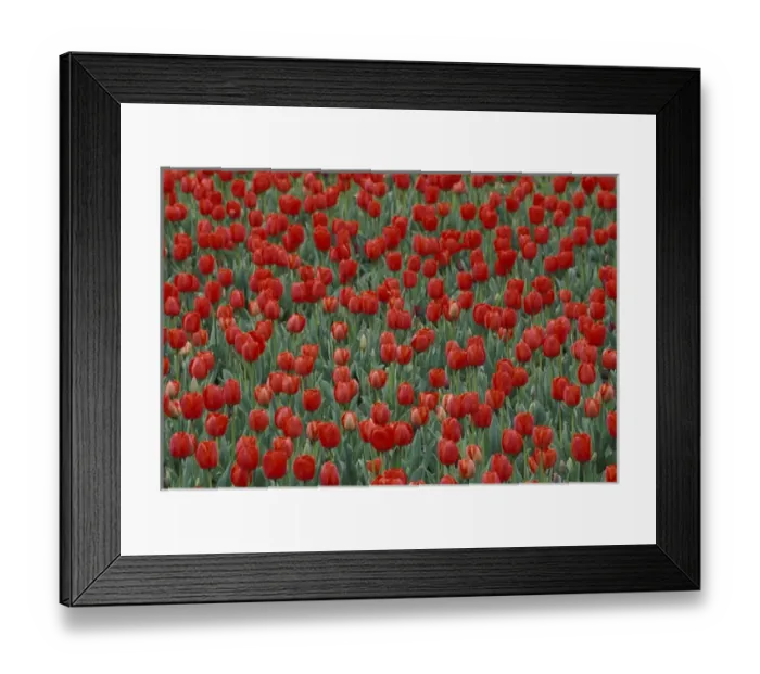 Framed Print : Pattern in tulip bed