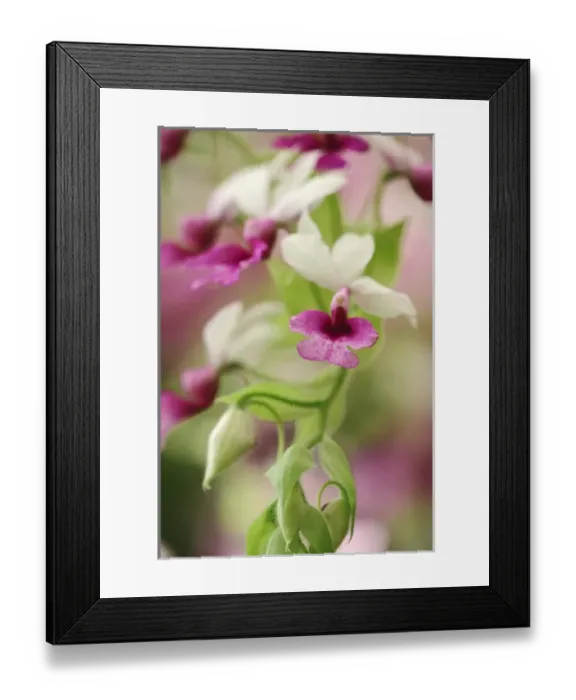 Framed Print : Orchid Calanthe vestita Framed Print : Orchid Calanthe vestita