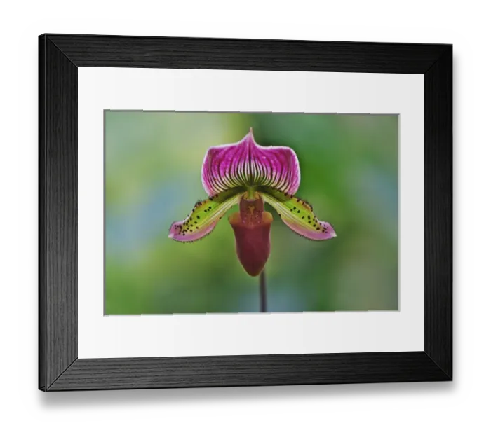 Framed Print : Ladyslipper Orchid, Paphiopedilum spp Framed Print : Ladyslipper Orchid, Paphiopedilum spp