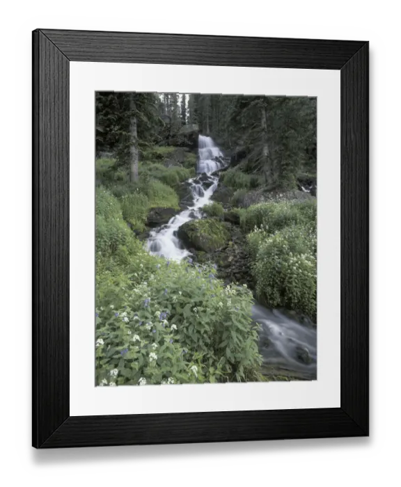 Framed Print : Stream lined with Bitter Cress (Cardamine cordifolia) and Mountain Bluebells (Mertensia