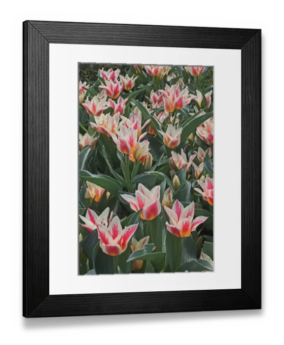Framed Print : Hybrid Tulips in spring, Tulipa spp Framed Print : Hybrid Tulips in spring, Tulipa spp