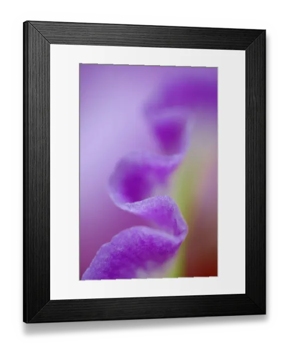 Framed Print : Hybrid Orchid, Orchidacae spp Framed Print : Hybrid Orchid, Orchidacae spp