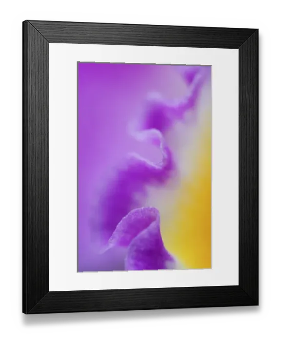 Framed Print : Hybrid Orchid, Orchidacae spp Framed Print : Hybrid Orchid, Orchidacae spp