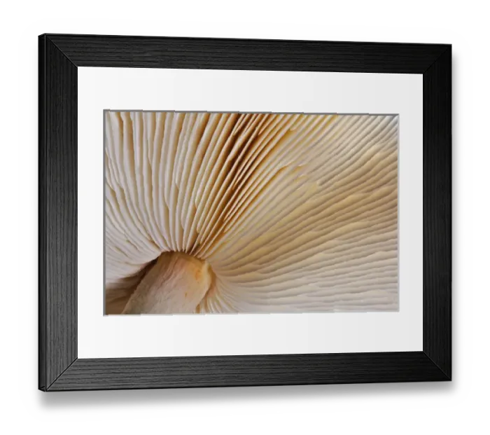 Framed Print : Pattern on underside gills of mushroom Framed Print : Pattern on underside gills of mushroom