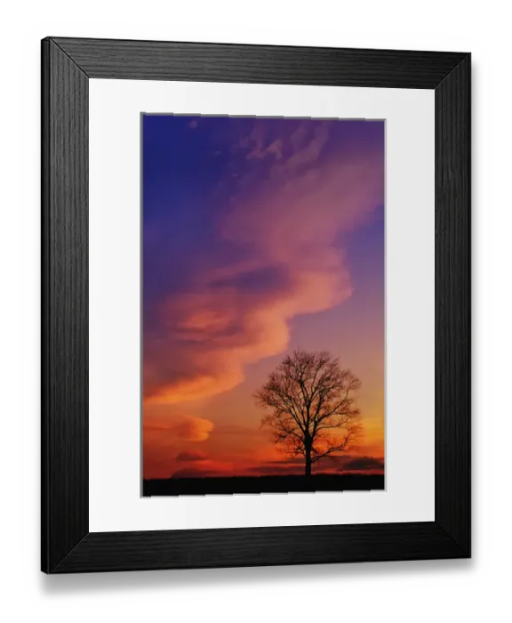 Framed Print : Tree silhouette at sunset Framed Print : Tree silhouette at sunset