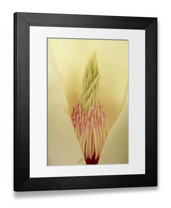Framed Print : Closeup of Yulan Magnolia blossom Framed Print : Closeup of Yulan Magnolia blossom