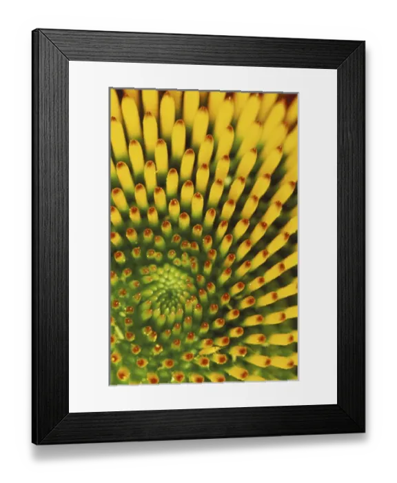 Framed Print : Pattern in cone of Purple Coneflower (Echinacea purpurea) Framed Print : Pattern in cone of Purple Coneflower (Echinacea purpurea)