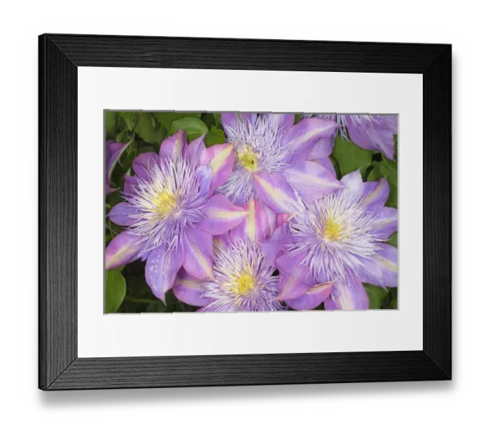 Framed Print : Clematis flower Framed Print : Clematis flower
