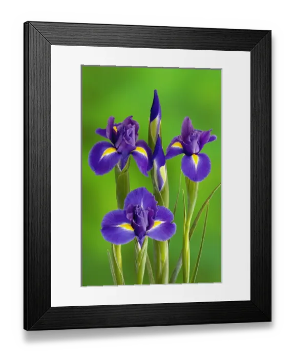 Framed Print : Iris Flowers