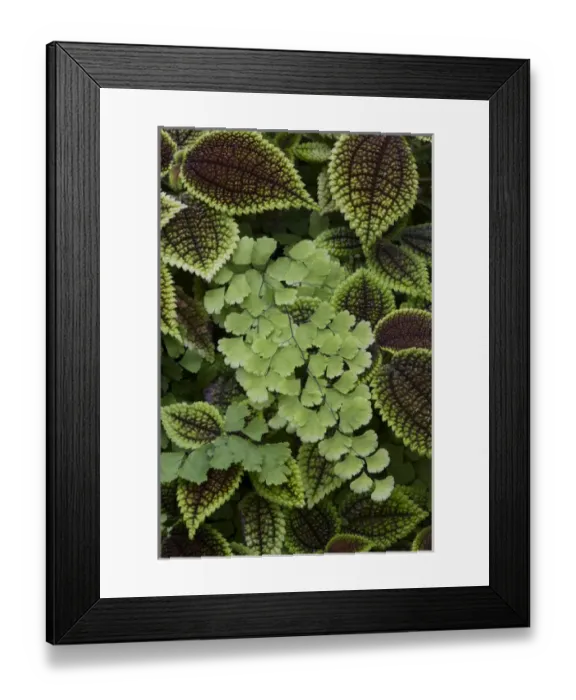Framed Print : Fern pattern Framed Print : Fern pattern