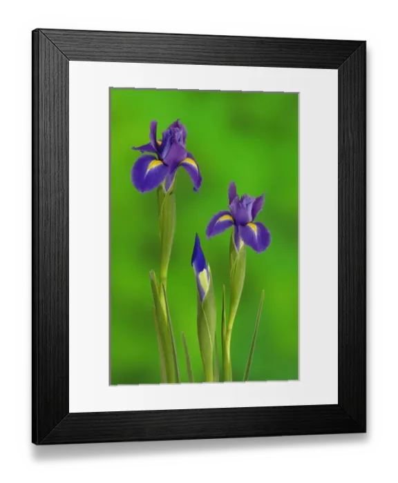 Framed Print : Iris Flowers