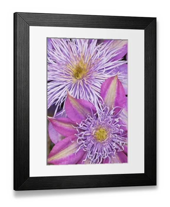 Framed Print : Clematis flower Framed Print : Clematis flower