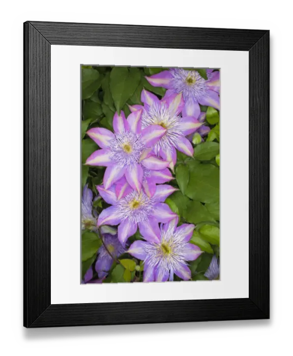 Framed Print : Clematis flower