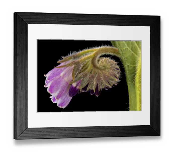 Framed Print : Close-up of borage blossom. Credit as: Don Paulson / Jaynes Gallery / DanitaDelimont Framed Print : Close-up of borage blossom. Credit as: Don Paulson / Jaynes Gallery / DanitaDelimont