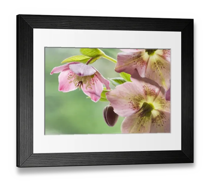 Framed Print : Close-up of hellebore flowers and bud. Credit as: Don Paulson / Jaynes Gallery / DanitaDelimont Framed Print : Close-up of hellebore flowers and bud. Credit as: Don Paulson / Jaynes Gallery / DanitaDelimont