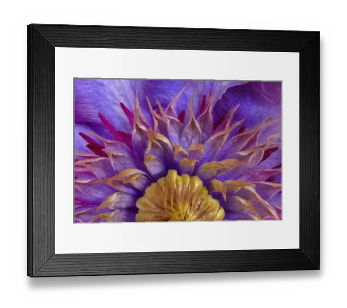 Framed Print : Close-up of part of clematis blossom. Credit as: Don Paulson / Jaynes Gallery / DanitaDelimont Framed Print : Close-up of part of clematis blossom. Credit as: Don Paulson / Jaynes Gallery / DanitaDelimont