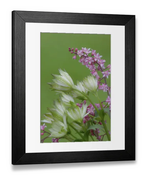 Framed Print : Close-up of pink heucherella and green astrantia flowers. Credit as: Don Paulson